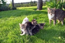 Kucing makan anaknya juga bisa dipicu karena dia belum memiliki naluri keibuan yang kuat. Mengejutkan Inilah Alasan Mengapa Hewan Tega Memakan Anaknya Sendiri Hitekno Com