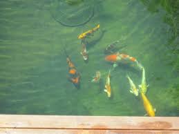 A 1500 gallon pond should average approximately 7 feet wide 8 feet long and 4 feet deep. Our Koi And Ponds Page 11