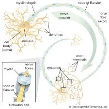 Maybe you would like to learn more about one of these? Dendrite Neuron Britannica