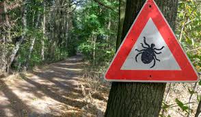 Come riconoscere le punture di insetti, sintomi: Pericolo Zecche