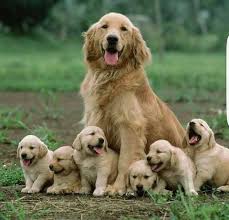 Golden Retriever Puppies For Sale Puppies Dogs Golden Retriever Animals