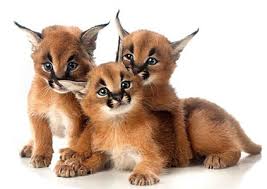 Well you're in luck, because here they come. Caracals For Sale