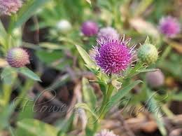 Image result for Sphaeranthus