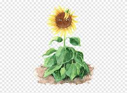 .panen kuaci dari bunga matahari yang mungkin banyak yang belum tau proses nya. Bunga Matahari Biasa Biji Bunga Matahari Bunga Potong Menggambar Bunga Matahari Yang Dilukis Dengan Tangan Lukisan Cat Air Daun Png Pngegg