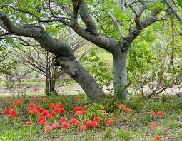 Image result for Hypericophyllum