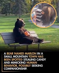 Bear imitates human behavior in park