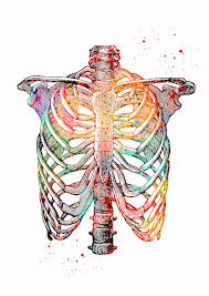 Choose from 500 different sets of flashcards about rib cage on quizlet. Rib Cage 1 Digital Art By Erzebet S