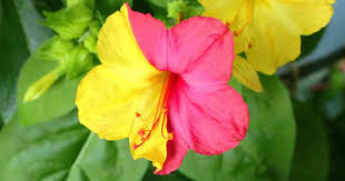 Four o'clock were one of my grandfather's favorites. Mirabilis Jalapa Care Learn Tips On Growing 4 O Clock Flowers Plant