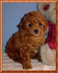 These puppies have tricky coats to maintain. French Poodle Puppies For Sale Near Me Online