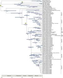 Image result for Casearia gladiiformis