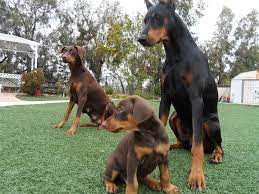 Reserve your dobie puppys today! Thomas Mortero Doberman Puppy Doberman Dogs Doberman Love Rottweiler Puppies