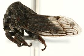 Image result for Oxyrhachis