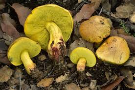 Image result for Boletus variipes