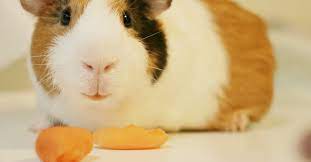 Comment Apprendre A Bien Apprivoiser Votre Cochon D Inde