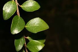 Image result for Scolopia