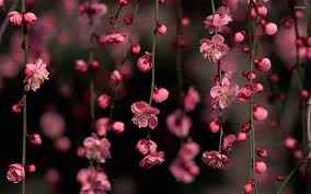 The great collection of hd wallpaper pink flowers for desktop, laptop and mobiles. 34 Pink Blossoms Wallpapers On Wallpapersafari