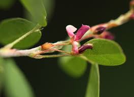 Image result for Grona ramosissima