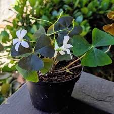 Image result for Oxalis obliquifolia