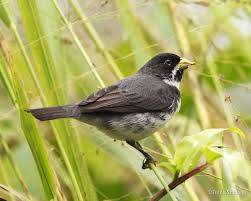 Male Double Collared Seedeater Sporophila Caerulescens South America Paraguay Species