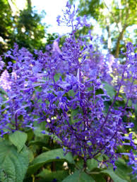 Image result for Plectranthus fruticosus