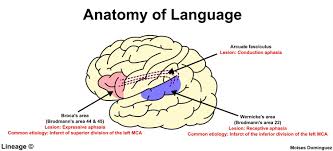 aphasia neurology medbullets step 1