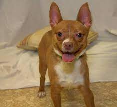 Chihuahua puppies for adoption in illinois. Adopt Ace On Petfinder Kitten Adoption Chihuahua Puppies For Sale Chihuahua Puppies For Sale Near Me