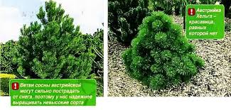 This causes pain and discomfort at the base of your spine, particularly when sitting down. Pines Hiasan Gambar Jenis Dan Jenis Penanaman Dan Penjagaan Tapak Mengenai Taman Pondok Dan Houseplants