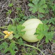 Image result for Acanthosicyos naudinianus