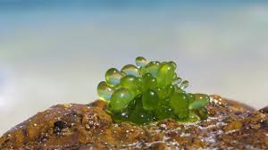 Image result for Globia algae