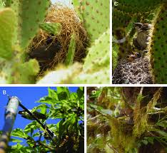 The answer to the question at the end of the clip is false. 8 A Dome Shaped Nests Of Common Cactus Finch Made Out Of Dry Grass Download Scientific Diagram