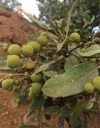 Image result for Pappea capensis