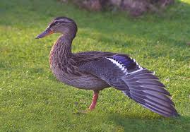 Common Ducks In Central Florida Uf Ifas Extension Polk County