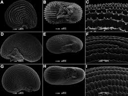 Image result for Lophiocarpus polystachyus