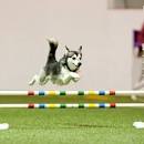House of Klee Kai | Breeders of The Alaskan Klee Kai