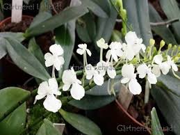 Image result for Angraecum moandense