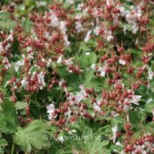 Image result for Chlorophytum macrorrhizum