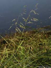 Image result for Leersia