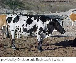 Black And White Cow Breed Name Breeds Of Livestock Chinampo Cattle Breeds Of Livestock Department Of Animal Science North American Animals Animals Animal Science