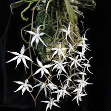 Image result for Aerangis kirkii