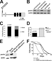 Just a bread who loves her dogo creator of sploot and other kyot things. Neurologic Dysfunction And Male Infertility In Drosophila Porin Mutants Journal Of Biological Chemistry