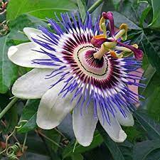 We did not find results for: Buy Passiflora Passion Flower Online At Plants Universe Best Plants At Lowest Price In Pakistan