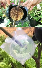 Image result for cuttings of roses