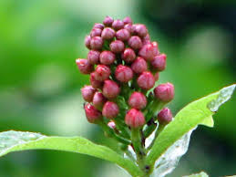 Image result for Combretum constrictum