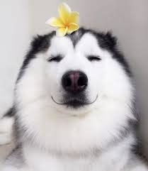 Vous Allez Vouloir Faire Un Gros Calin A Ce Chien Tres Poilu Pockypsie Hunde Niedliche Welpen Susseste Haustiere