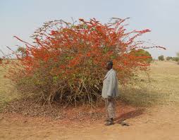 Image result for Combretum paniculatum