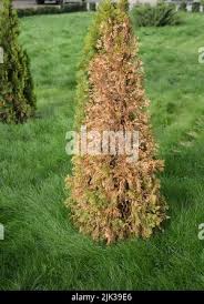 Image result for thuja drying out dead dried symptoms)