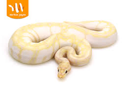 We did not find results for: Spider Super Banana Morph List World Of Ball Pythons