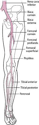 Afecta principalmente las venas grandes en la parte inferior de la pierna y el muslo, pero puede presentarse en otras venas profundas, como en los brazos y la pelvis. Trombosis Venosa Profunda Trastornos Cardiovasculares Manual Msd Version Para Profesionales