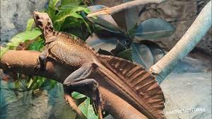 Image result for Volusia amboinensis