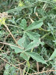 Image result for Ipomoea magnusiana